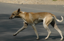 Mengerikan, Seorang Buruh Memperkosa Anjing Betina Setelah Mengikat Mulutnya Dengan Tali