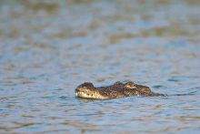 Seorang Pekerja Indonesia Dianiaya Sampai Mati Oleh Buaya di Malaysia