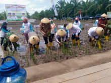Gerakan Tanam Padi di Kecamatan Siak Kecil Kabupaten Bengkalis