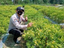 Jaga Ketahanan Pangan, Polsek Bunut Lakukan Pengecekan Program Kampung Tangguh