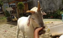 Kambing milik Yayan yang punya hobi minum kopi. Foto: int 