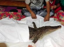 Viral Dianggap Jadi-jadian, Warga Bawa Pulang Buaya Dari Sungai dan Dibungkus Kain Kafan (foto/int)