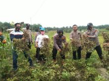 Polsek Ukui Panen Raya Perdana Jagung  dan Kacang Hasil Program Jaga Kampung