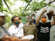 Ternyata Ini Tips Bibit Anggur Pung Grapes Pekanbaru Berbuah Manis dan Subur Dalam Pot (foto/int)