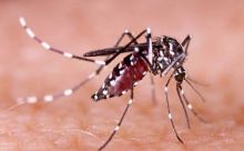 Hingga Pertengahan November, Pekanbaru Catat Demam Berdarah 481 Kasus (foto/int)