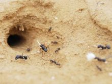 Seorang Wanita Meninggal Akibat Luka Bakar Setelah Secara Tidak Sengaja Membakar Sarang Semut di Dalam Rumahnya