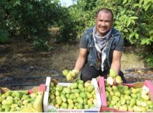 Bukan Cuma Kurma dan Semangka, Bahkan Jambu Klutuk Tumbuh Subur di Palestina (foto/int)