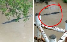 Habis Hujan Deras, Warga Rekam Penampakan Buaya Besar Melintas di Bawah Jembatan Pedamaran (foto/int)
