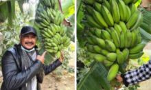 Pisang Kepok Berbuah Lebat di Palestina, Netizen Sebut Begini (foto/int)