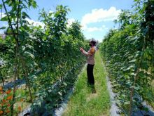 Polsek Bunut Pantau Program Kampung Tangguh di Wilayah Binaan