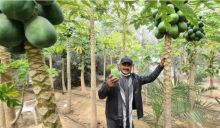 Bukan Cuma Kurma atau Stroberi, Buah Pepaya Juga Berbuah Lebat dan Subur di Palestina (foto/int)