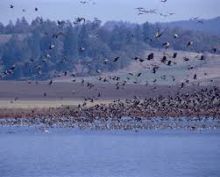 Ketika Migrasi Mamalia Terbesar di Dunia Alami Ancaman