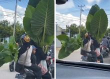 Viral Emak-emak Bawa Keladi Raksasa Pakai Sepeda Motor, Netizen Langsung Sebut Begini (foto/int)