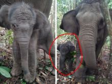 Kabar Gembira dari Taman Nasional Tesso Nilo, Lisa Melahirkan Anak Berkelamin Jantan (foto/Ardi) 