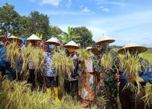 Wakil Gubernur Riau Brigjen (purn) Edy Natar Nasition dan Bupati Kampar Catur Sugeng, saat hadiri acara panen raya di Petapahan 
