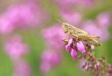 Meninggal 1000 Tahun yang Lalu, Mumi Ini Ternyata Tewas Karena Sembelit Parah Setelah Hanya Makan Belalang