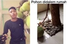 Viral Nangka Berbuah Lebat di Dalam Rumah, Netizen: Inspiratif Ramah Lingkungan dan Perut (foto/int) 