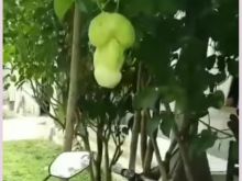 Labu mirip dengan kelamin pria. (Foto: Detik.com)