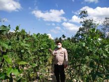 Polsek Langgam Kontrol Program Ketahanan Pangan Kampung Tangguh Nusantara