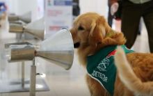 Lacak Penumpang Covid-19 di Bandara, Anjing Dikerahkan dan Dikasih Bonus Cemilan (foto/int) 