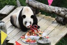 Telah Melahirkan 36 Anak, Panda Tertua di Dunia, Xin Xing Ini Akhirnya Meninggal  