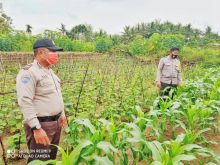 Polsek Langgam Kontrol Program Ketahanan Pangan Kampung Tangguh Nusantara