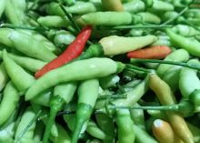 Awal Tahun 2021, Pedasnya Cabe Rawit di Pelalawan (foto/int) 