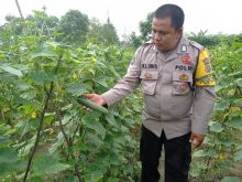 Polsek Langgam Kontrol Program Ketahanan Pangan Kampung Tangguh Nusantara