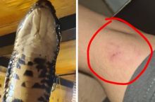 Panji Petualang Digigit King Kobra, Netizen: Bercandanya Dengan Maut (foto/int)