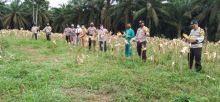 Hasil Program Jaga Kampung, Polsek Ukui Panen Jagung yang Kedua