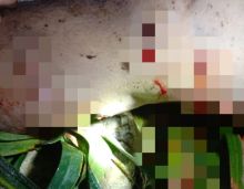 Tewas Tenggelam, Paha dan betis Warga Pelalawan Ada Bekas Gigitan Binatang (foto/int) 