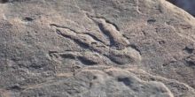 Penampakan jejak kaki dinosaurus yang ditemukan seorang gadis kecil di Inggris, yang saat ini telah diamankan pihak museum setempat. Foto:Amgueddfa Cymru - Museum Nasional Wales