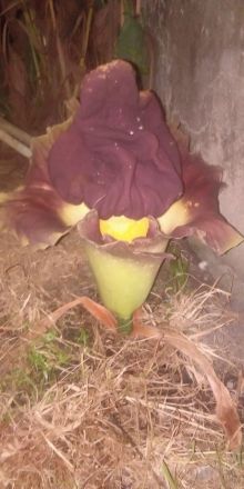 Kondisi Bunga Bangkai yang tumbuh di desa sebaik Bengkalis