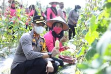Ketahanan Pangan Kampung Tangguh, Kapolres Inhil Panen Raya di Desa Pekan Kamis (foto/rgo) 
