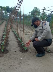 Polsek Langgam Kontrol Program Ketahanan Pangan 