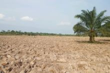 Lahan milik PT Tristar Palm Imternasional yang diklaim sepihak oleh kelompok Sayang