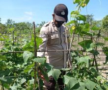 Dukung 100 Hari Program Kapolri, Polsek Langgam Kontrol Program Ketahanan Pangan 