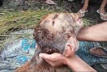 Sapi milik Heri lahir dalam kondisi tak normal/foto:sindonews