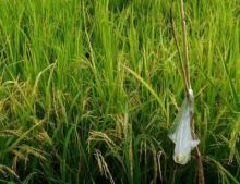 Dua Hamparan Lahan Pertanian di Kuansing, Jadi Lahan Perbaikan Mutu Intensifikasi Kuansing (foto/int) 