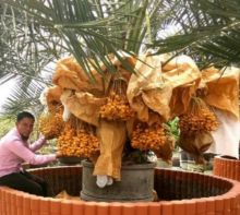 Ini Cara Mudah Bedakan Kurma Jantan dan Betina (foto/int) 