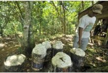 Sebagai Primadona, Harga Karet Kuansing Cuma Rp 12.389 Kilogram (foto/int) 