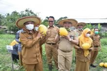 Wabup Bengkalis saat panen buah semangka di Desa Pematang Duku, Bengkalis