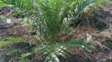 Tanaman sawit di Desa Muara Dua