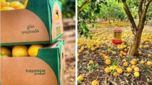 Jeruk Palestina Berlimpah dan Diekspor ke Yordania, Netizen Sebut Begini (foto/int) 