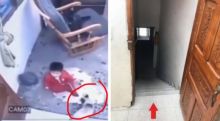 Viral Seekor Kucing Menyelamatkan Balita yang Nyaris Jatuh ke Tangga Curam (foto/int) 