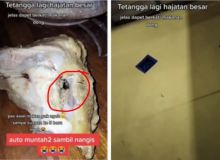 Viral Dapat Bingkisan Makanan Hajatan, Langsung Muntah Pas Lihat Belatung Dalam Daging Ayam (foto/int) 