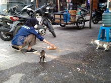 Aktivis BEM Stikes Payung Negeri memberi makan kucing liar