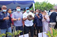 Bupati Siak Dorong  Budidaya Tanaman Pirang Guna Tingkatkan Ekonomi Masyarakat (foto/ist) 