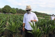 Chief Executive Officer PTPN V, Jatmiko K Santosa, meninjau salah satu lokasi pembibitan sawit unggul PTPN V. Perusahaan perkebunan negara tersebut menargetkan menjual 1,1 juta bibit unggul sawit pada 2021 ini. Penjualan bibit sawit dilakukan salah satunya melalui aplikasi berbasis Android 