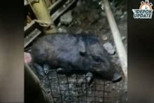 Babi yang diyakini sebagai makhluk jadi-jadian